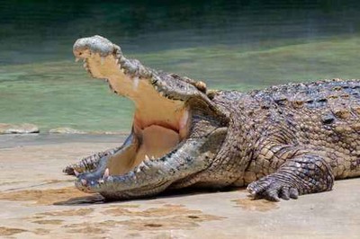 情侶湖畔約會吃早餐…悚見「10條巨鱷啃浮屍」　男驚嚇：牠們扯屍塊拋接