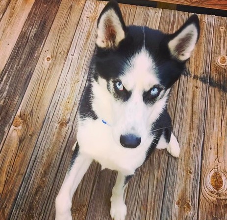 反骨二哈被念一句「拉长音顶嘴3声」 日常对骂