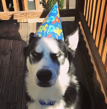 反骨二哈被念一句「拉长音顶嘴3声」 日常对骂