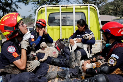 瓜地馬拉火山爆發！大叔衝回家救狗　搜救隊雞鴨護懷中