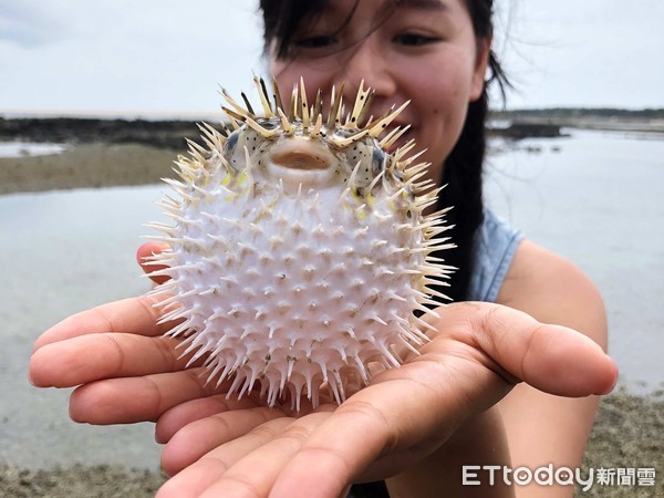 ▲吉貝,河豚。（圖／記者陳涵茵攝）