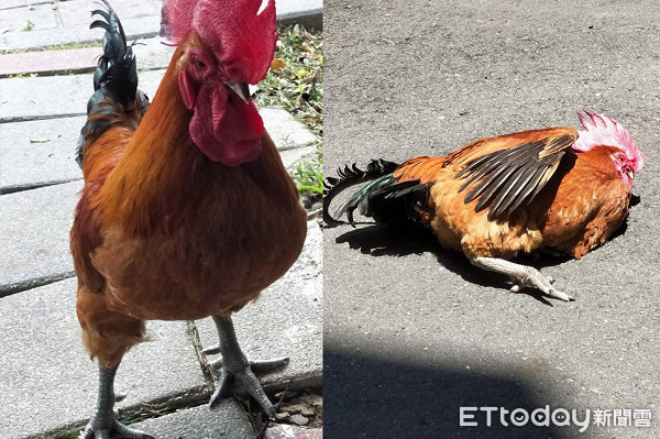 熟了还会自动翻面!鸡宝翘屁股销魂晒日光浴 网笑:烤全鸡?