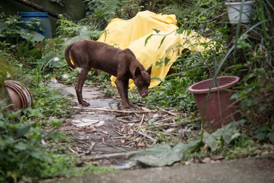 想為流浪動物盡一份心力嗎？　 ETtoday邀你分享「領養故事」拯救浪浪