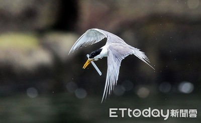 嘴巴遭珍奶吸管卡住！鳳頭燕鷗無法進食　鳥友沉痛盼減塑