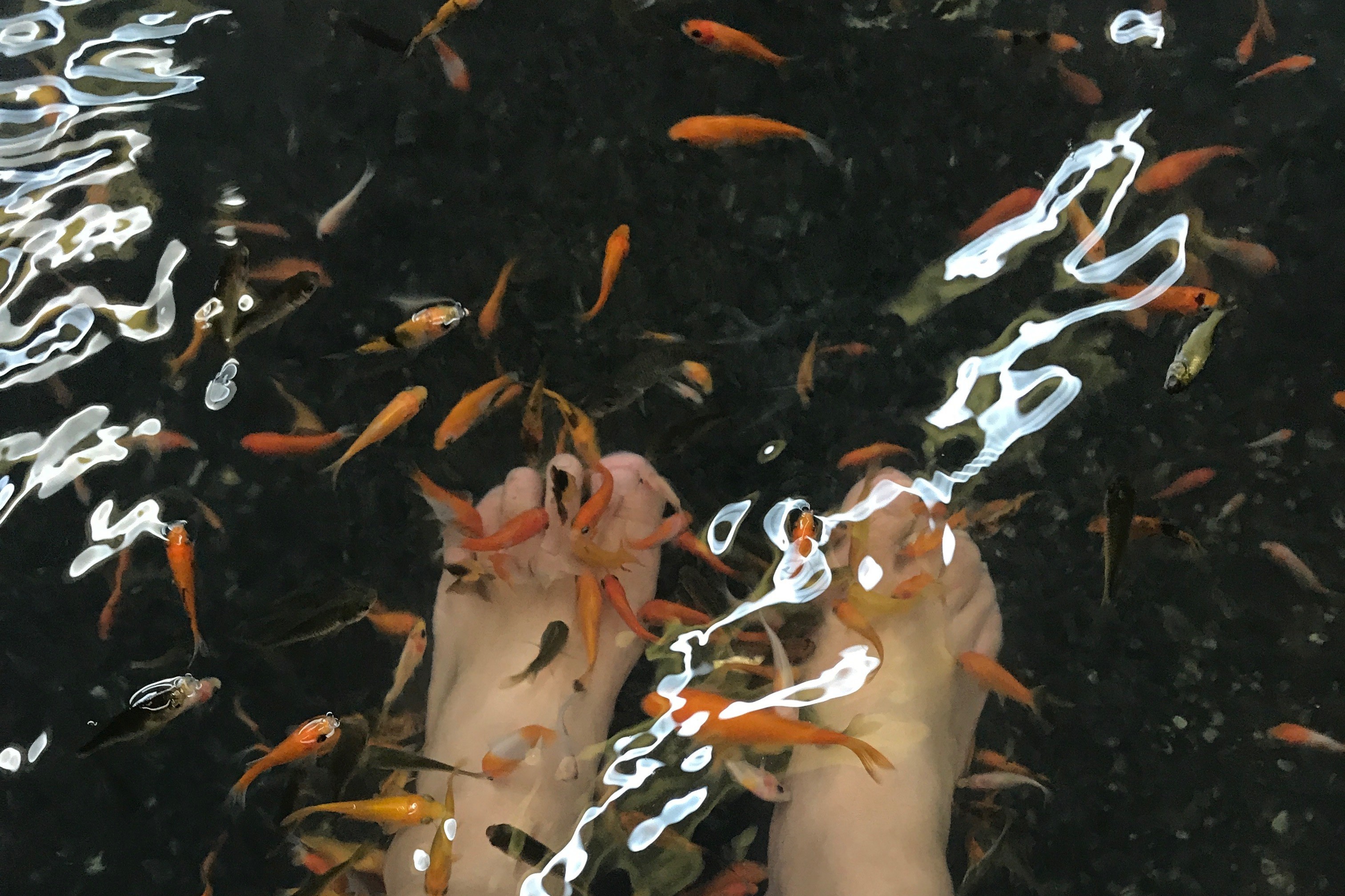 女到美容院「温泉鱼疗」餵鱼吃死皮 6只脚趾指甲全断裂