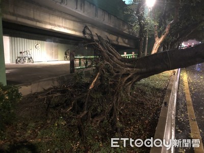 路樹壓毀新車　聲請國賠有限　保了全險少這一約也難賠