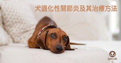 美國每5隻成年犬有1隻患病！　狗狗退化性關節炎4症狀