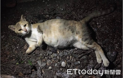 懷孕浪貓遭捕獸夾傷失前腳　獲救後…為迎5寶努力進食