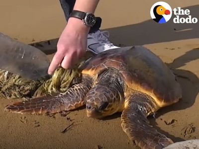 海龜遭塑膠廢棄物困海灘　2暖男救援籲：帶走你的垃圾！