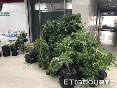 水電工轉型專業大麻小農！　7顆大麻種子9個月種成24株