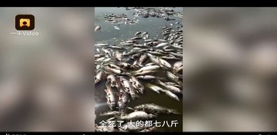 10萬公斤魚「熱死漂浮」水面2公里　40度水庫「蒸發剩30公分」