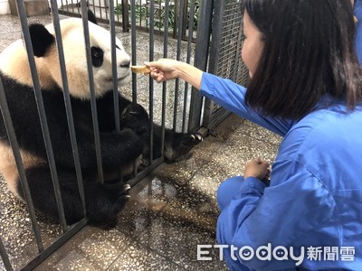 影／兩岸學生化身「小藍人」  照顧貓熊從「鏟屎」開始