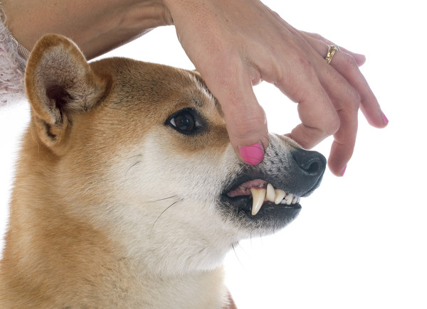 秋田犬,akita,狗,惡狗,惡犬.(圖/示意圖/達志影像)