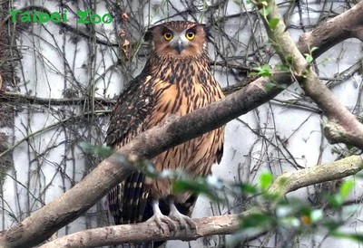 動物園夜間延長開放！　探訪3種本土「夜貓子」絕佳時機