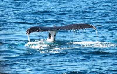 藍鯨心跳「1分鐘跳2下」！科學家測到了　助解體型巨大謎團 