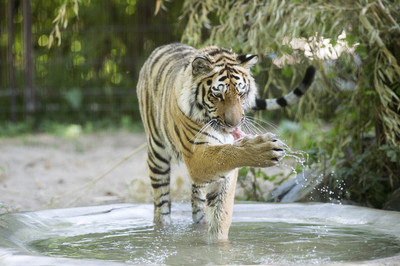 印度野生老虎僅存4000頭　10年後只剩動物園能看到