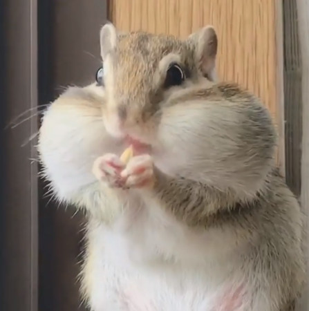 ▲花栗鼠「臉頰鼓鼓」一打嗝噴出食物　牠急塞回：這是我要吃的。（圖／翻攝自Instagram／bibi_kuuu_ritu）