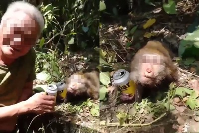 玩弄獼猴遺體！2男塞啤酒罐「乾杯」　合影狂笑：你酒醉齁