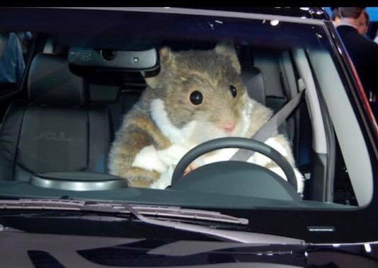 无敌仓鼠车上逃出咬破安全气囊,踏板挖洞 6天逮不到