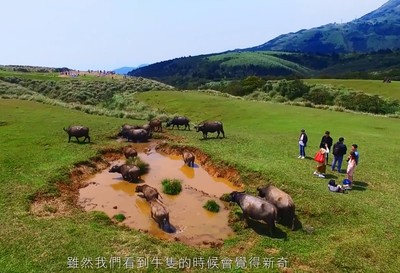 擎天崗水牛1天刺2人！陽明山做「牛隻去留」問卷　網怒：答案已在影片了！