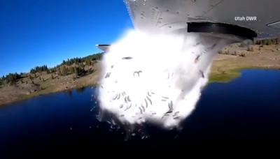 最狂野放！飛機地毯式轟炸　大量魚苗高空投入湖