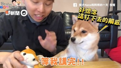 第一次見倉鼠新夥伴就巴蕊！　柴犬Nana暴走錄影被迫中斷