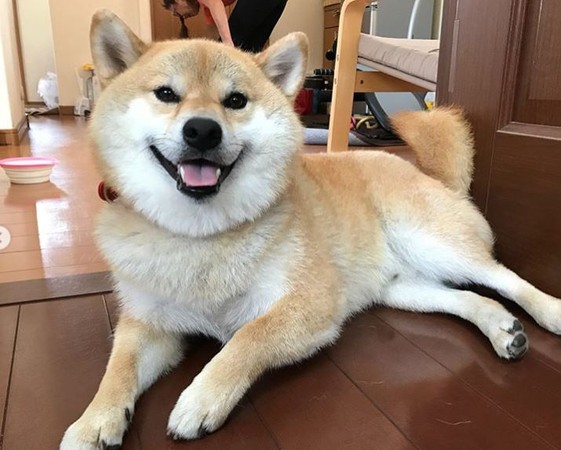 肥柴碰水激动狂嘤 跑到草皮展「备战姿」:谁也别靠近我!