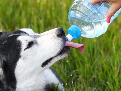 帶高齡犬散步別只帶乾乾跟水　鞋子、牽繩必帶還可以掛個小燈