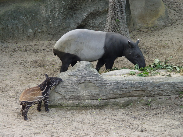 南美貘和马来貘图片