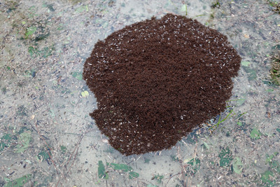佛羅倫斯水淹北卡！百萬隻火蟻「交疊成島」飄浮求生　網起雞母皮