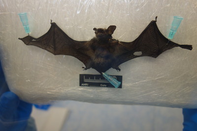 別碰野生動物！宜蘭縣蝙蝠檢出「蝙蝠麗沙病毒」