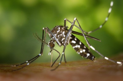 蚊子在孑孓階段吃塑膠微粒　透過叮咬影響整個生物圈