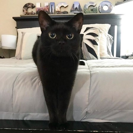 画面中可以看到,小黑猫mikita一闻到食物的香味,立刻跑到主人身旁