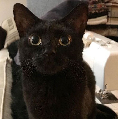 ▼黑猫mikita双眼又大又圆,就彷佛戴了放大片.