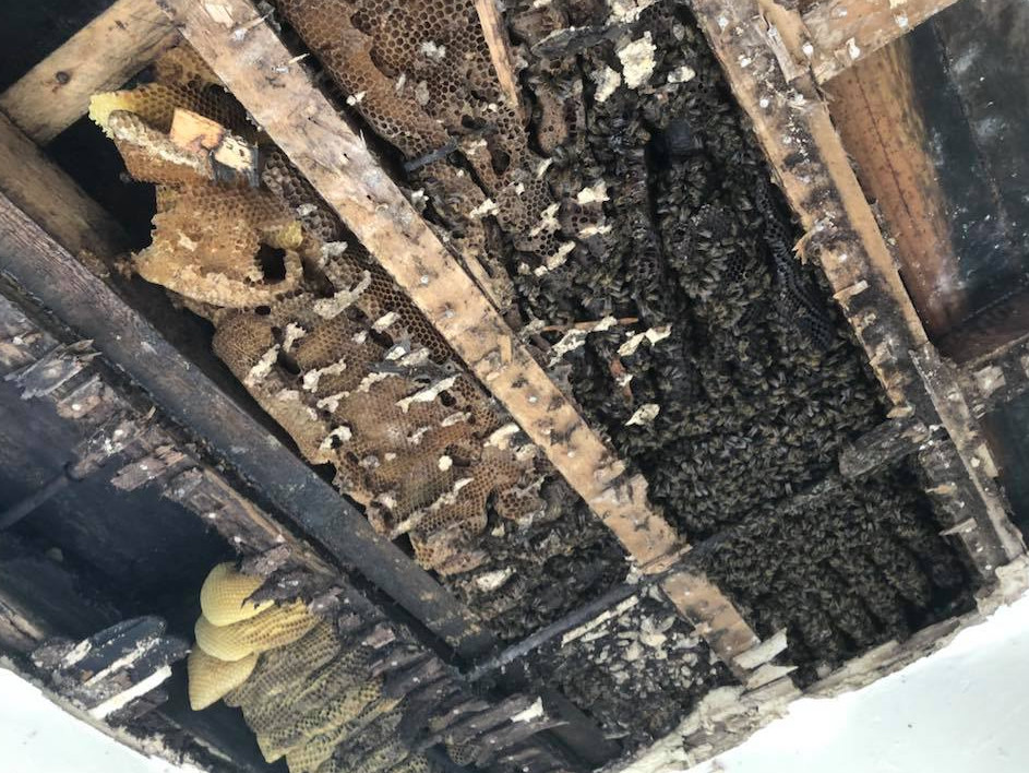 筑出「超巨大蜂巢」 壁缝流出满满蜂蜜