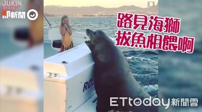  影／「不給魚吃就不走！」　固執海獅一路掛船尾張大嘴等餵食