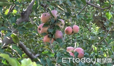 美麗寧夏（影）／沙漠變「蘋果園」　白芨灘三代人花了半世紀