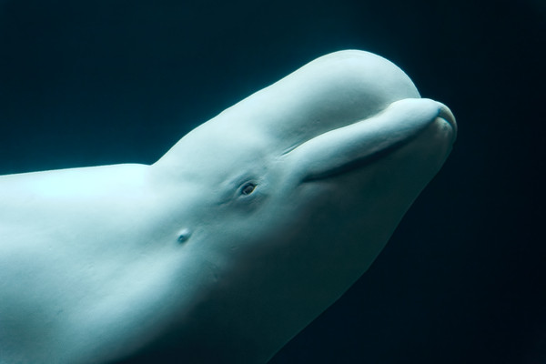 ▲悠遊在海中的小白鯨。（圖／取自免費圖庫Flickr）