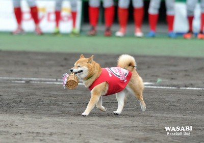 史上第1隻柴犬球僮將於30日引退　服務11年萌樣深植人心