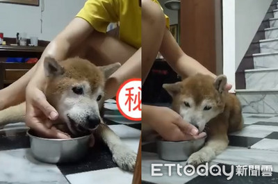 癡呆柴柴半夜哀嚎想吃飯　姐親手餵飼料「睡客廳」陪伴