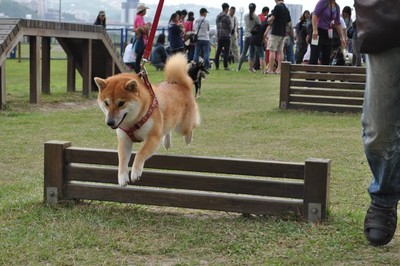 年假遛狗去！盤點新北15狗公園　四號公園離捷運站5分鐘