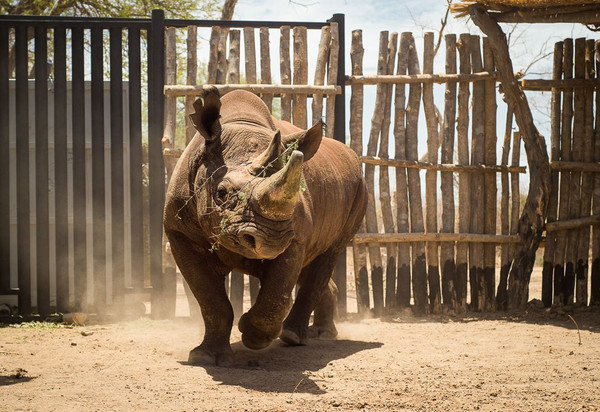 ▼ 肯亚,黑犀牛,black rhinos.(图/达志影像/美联社)