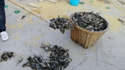 影／「沒有一隻鳥能活著飛出天津」！　逾12萬隻候鳥被捉當野味