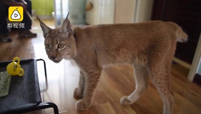 雪夜撿到超珍稀猞猁寶寶　怕狗攻擊帶回家養變帥氣大貓