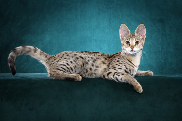 「国际猫展」宠物展登场 身价400万热带草原猫曝光