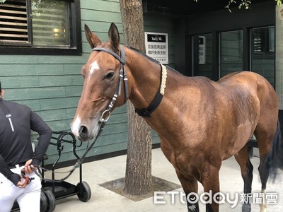 馬界超跑！　新疆「汗血寶馬」爽吃美食住酒店