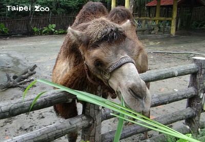 即／17年首例！北市動物園駱駝咬傷人　保育員脖子見血