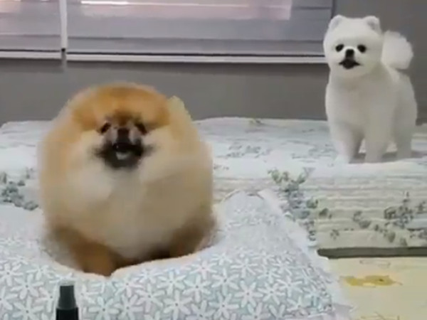 ▲▼橘子博美犬腿太短变身跳跳球。 (图/翻摄自Twitter@netgeekAnimal)