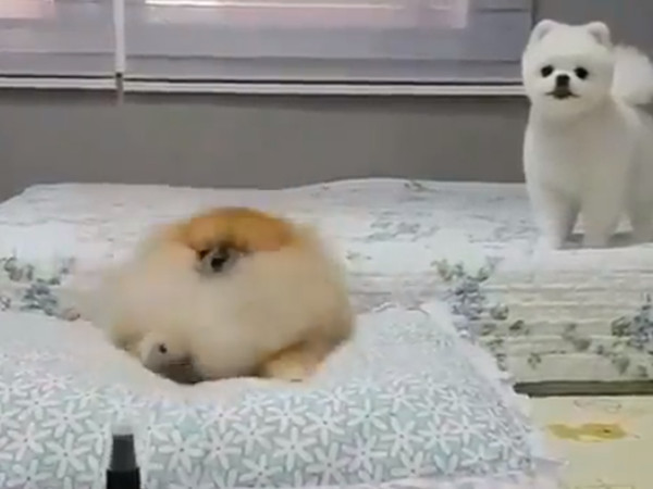 ▲▼橘子博美犬腿太短变身跳跳球。 (图/翻摄自Twitter@netgeekAnimal)