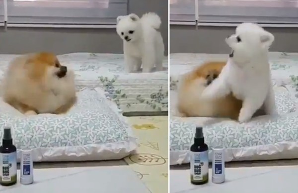 ▲▼橘子博美犬腿太短变身跳跳球。 (图/翻摄自Twitter@netgeekAnimal)